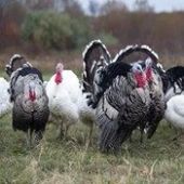 Turkey Poultry Farms